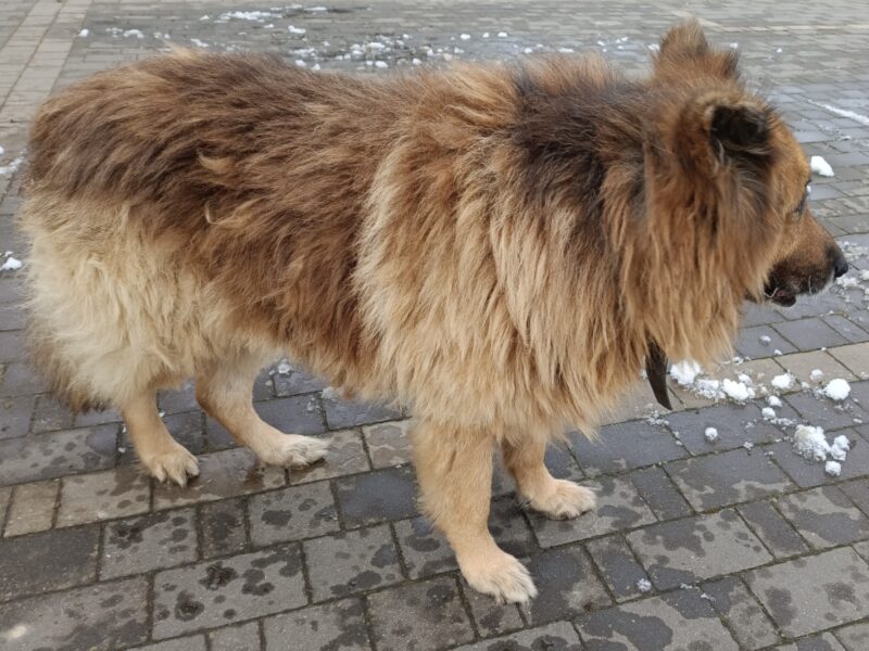Zaginął Owczarek Niemiecki Długowłosy