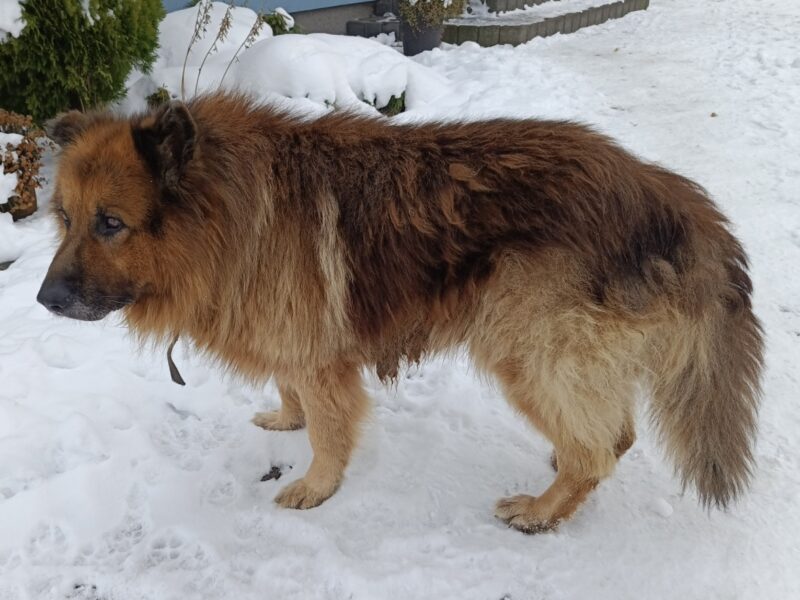 Zaginął Owczarek Niemiecki Długowłosy