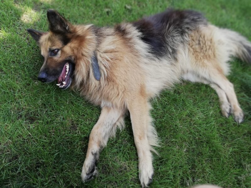 Zaginął Owczarek Niemiecki Długowłosy