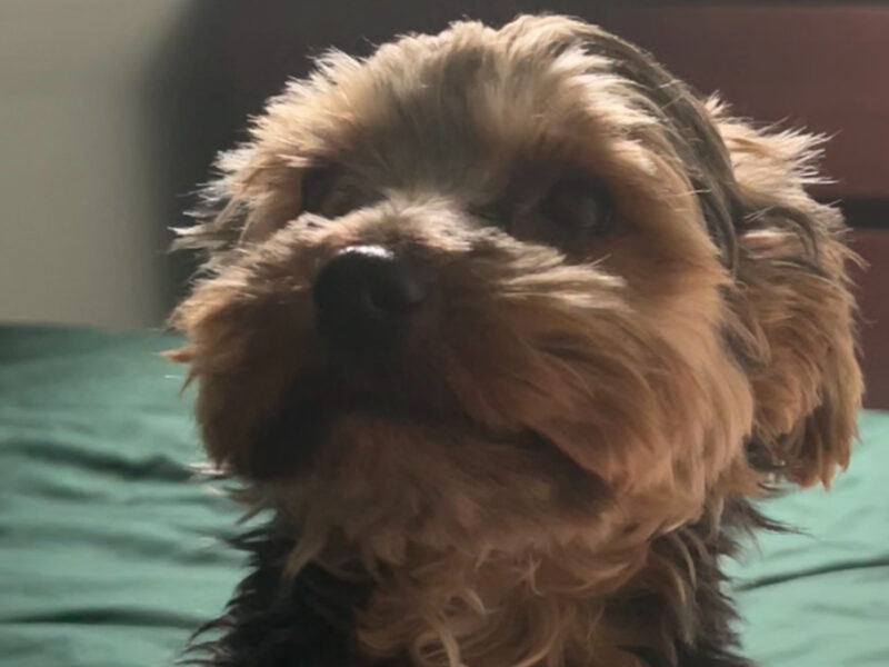 ZAGINĘŁA SUCZKA MIŚKA