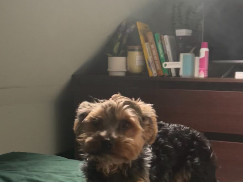 ZAGINĘŁA SUCZKA MIŚKA