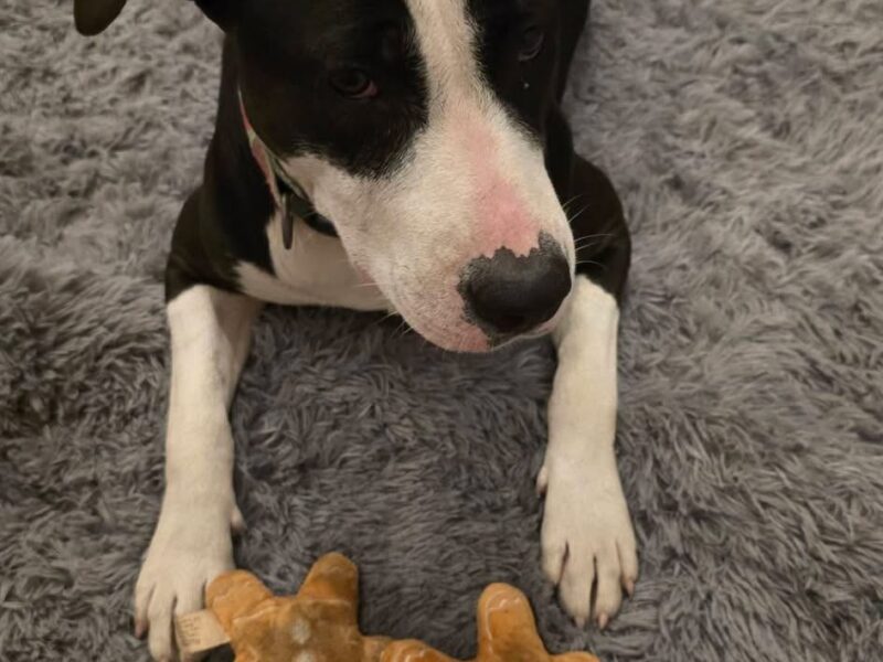 Zaginęła Frida ! Nagroda pieniężna dla znalazcy