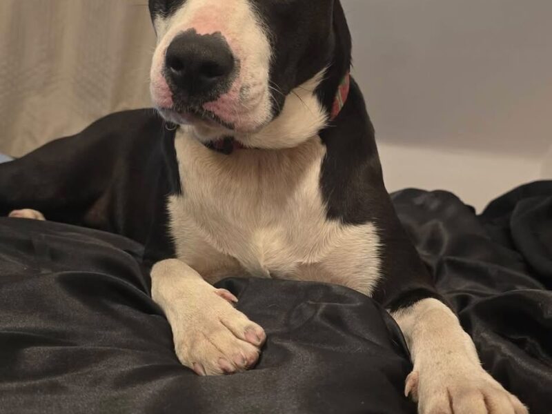 Zaginęła Frida ! Nagroda pieniężna dla znalazcy