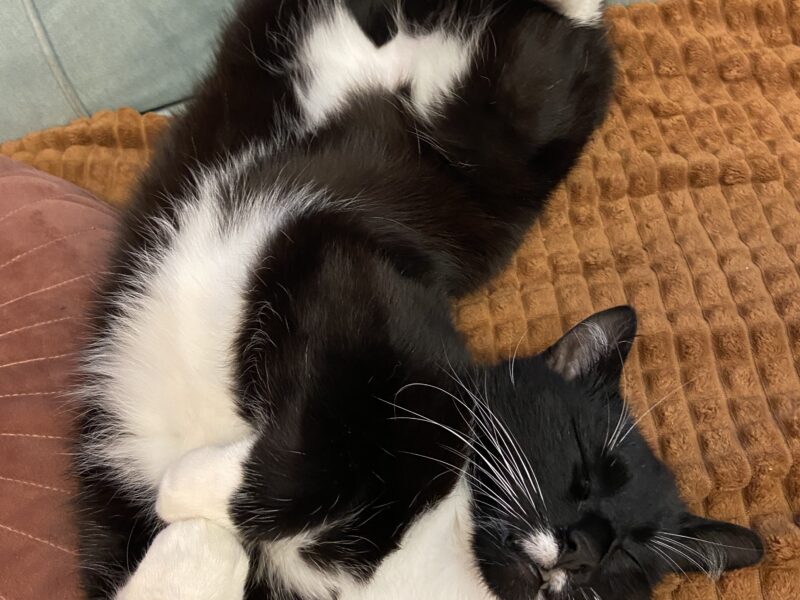 Zaginął kotek Monte