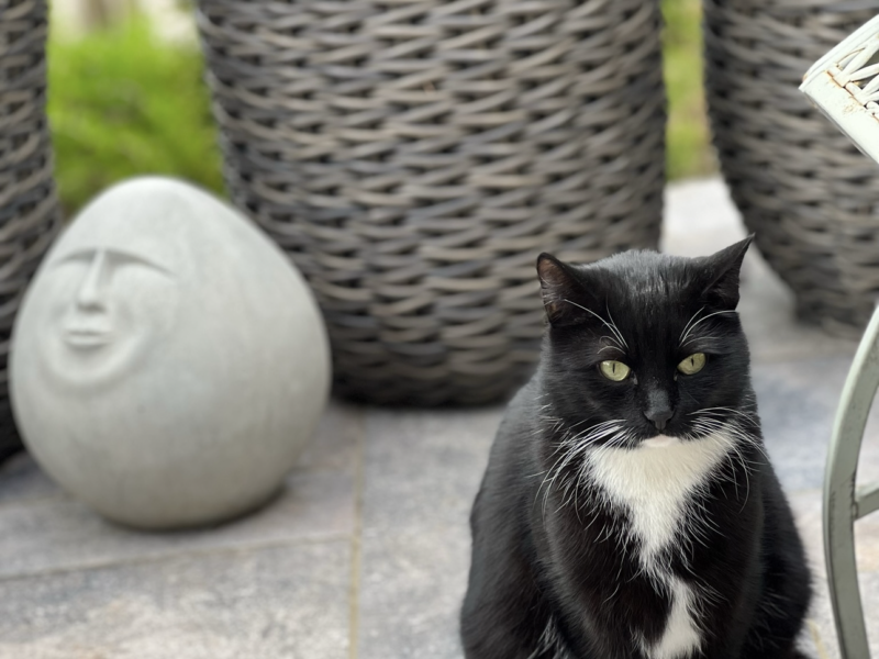 Zaginęła Kotka Tola