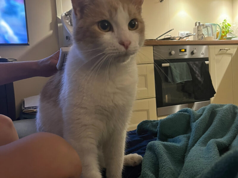 Zaginął Kocurek Cappuccino