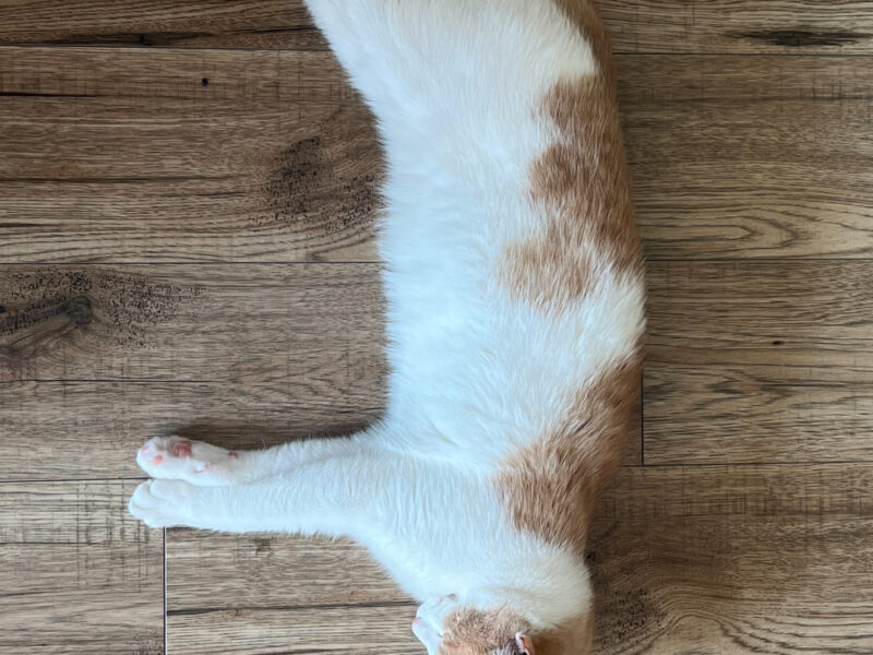 Zaginął Kocurek Cappuccino