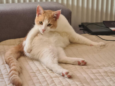 Zaginął Kocurek Cappuccino