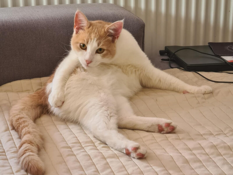 Zaginął Kocurek Cappuccino