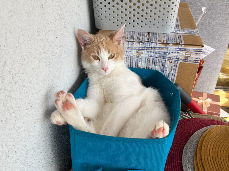 Zaginął Kocurek Cappuccino