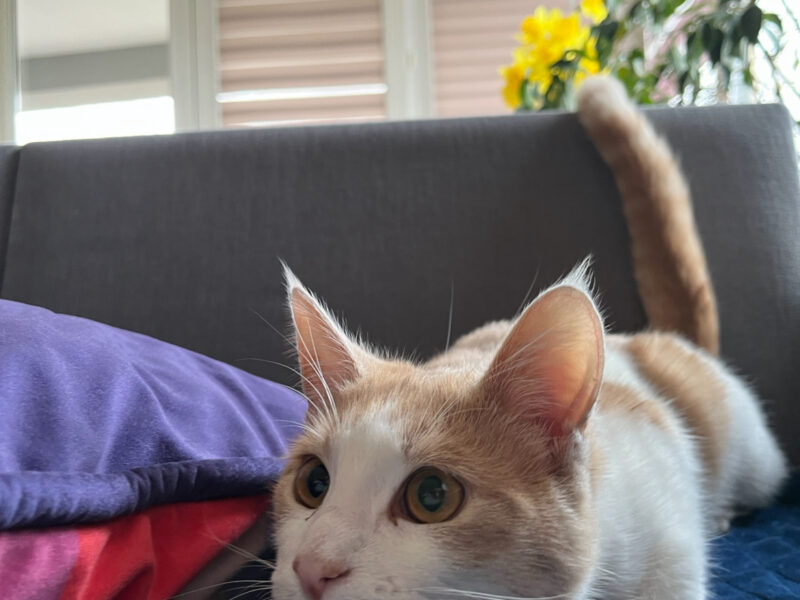 Zaginął Kocurek Cappuccino