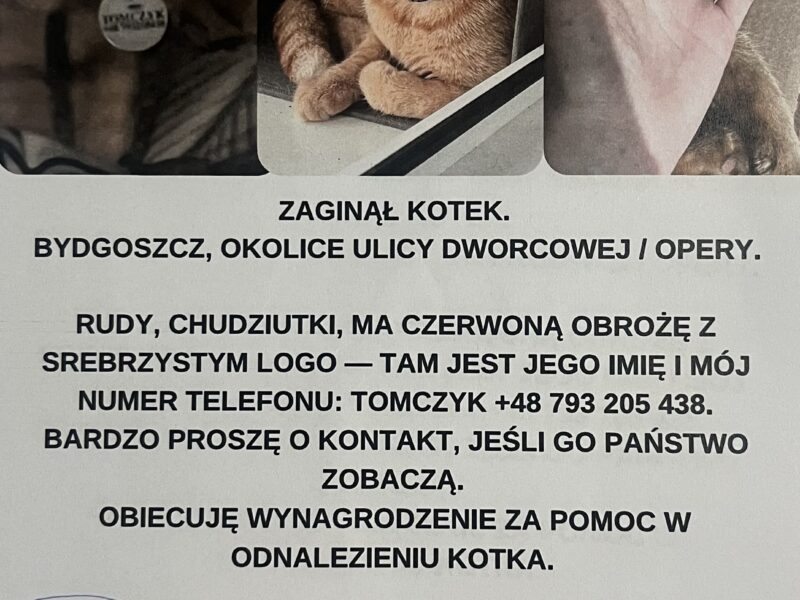 Zaginął kotek Tomczyk
