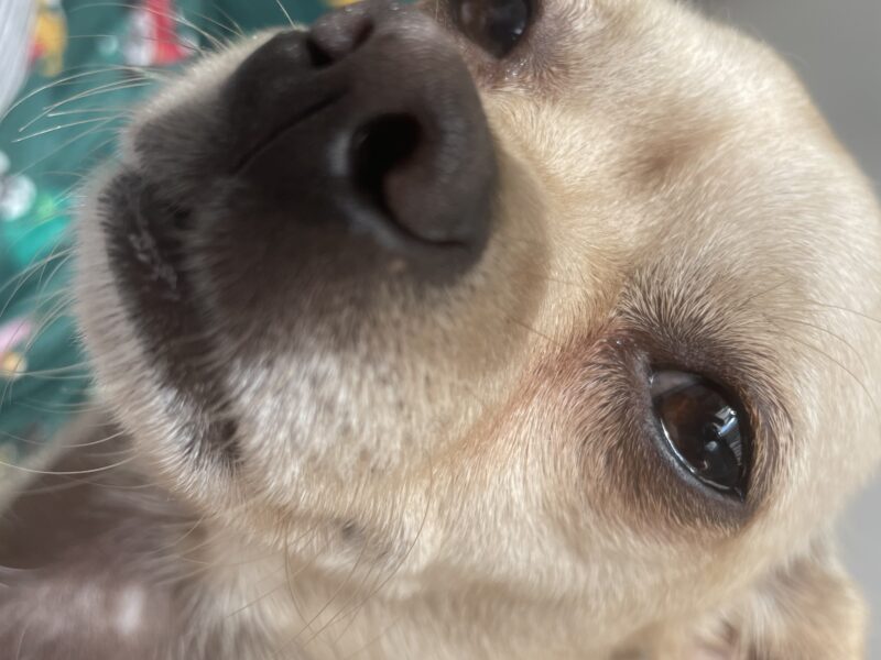 Zaginął piesek Chihuahua