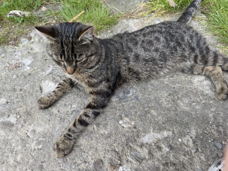 Zaginął kotek Iren