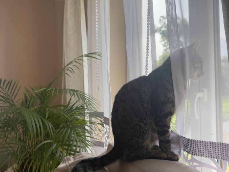 Zaginął kotek Iren