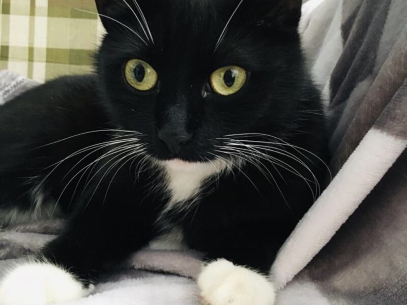 Zaginęła Kotka Tola