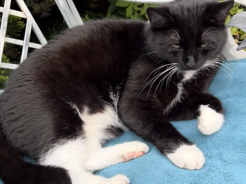 Zaginęła Kotka Tola