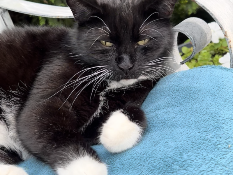 Zaginęła Kotka Tola