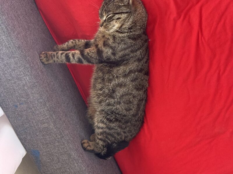 Zaginął kotek Iren