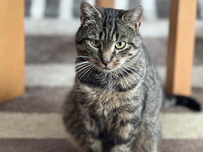 Zaginął kotek Iren