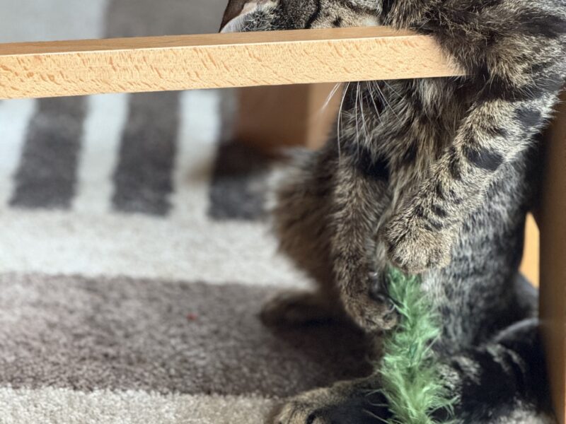 Zaginął kotek Iren