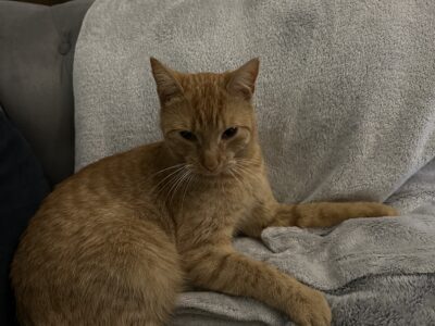 Zaginął rudy kotek Kuba