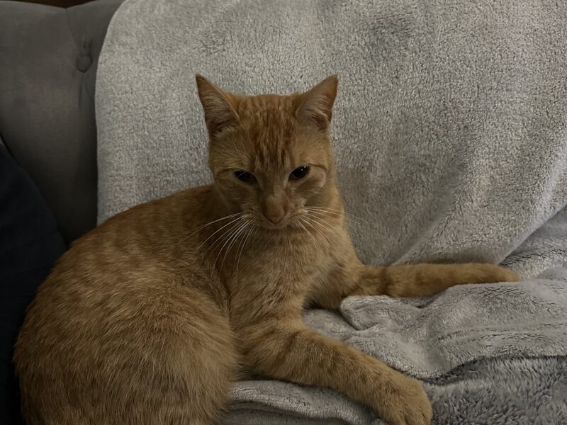 Zaginął rudy kotek Kuba