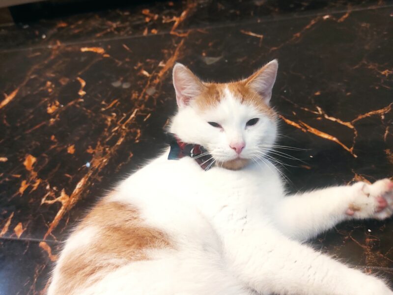 Zaginął kot Puli/Puliś