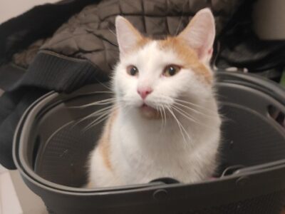 Zaginął kot Puli/Puliś