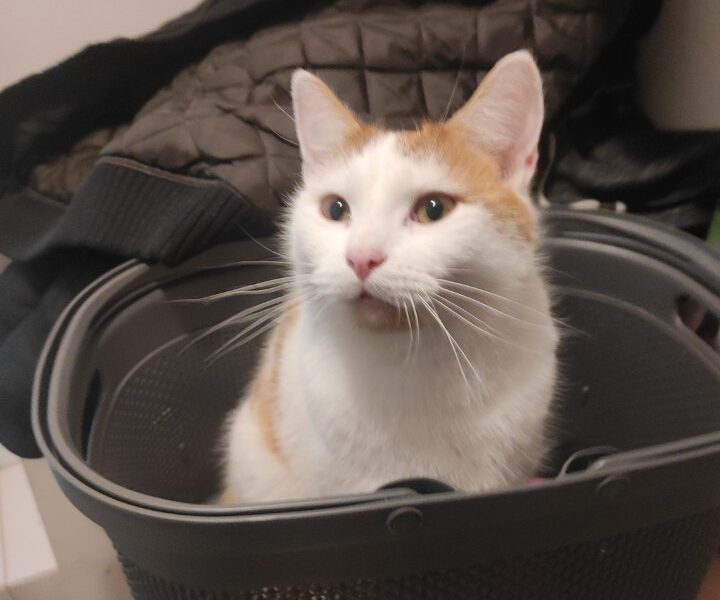 Zaginął kot Puli/Puliś