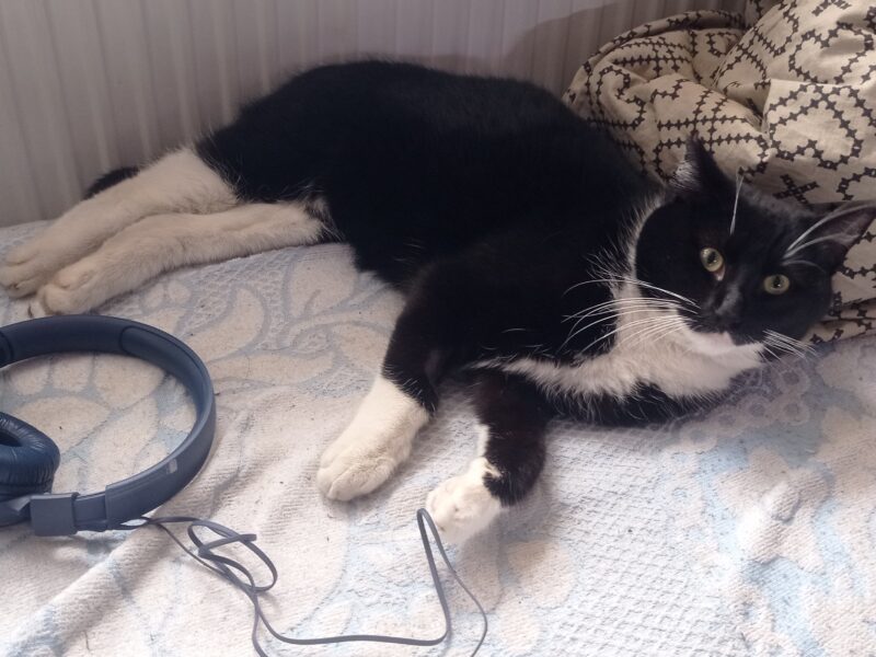 Zaginął kocurek Capik