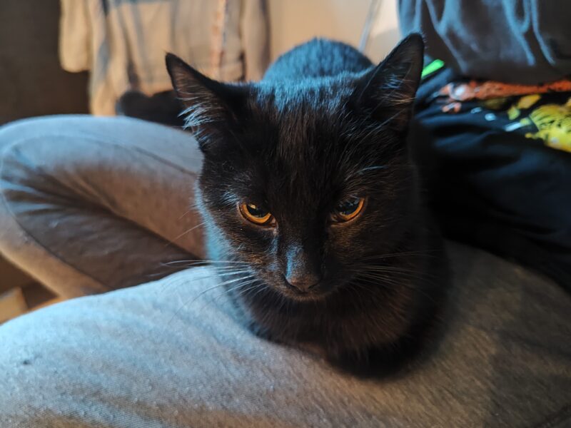 Zaginęła Czarna Kotka Zoja