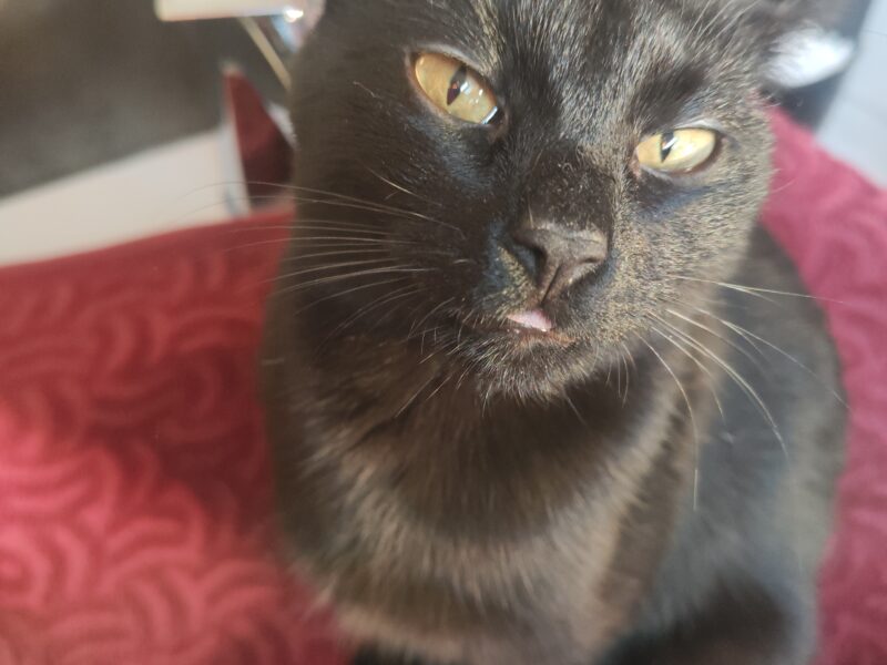 Zaginęła Czarna Kotka Zoja