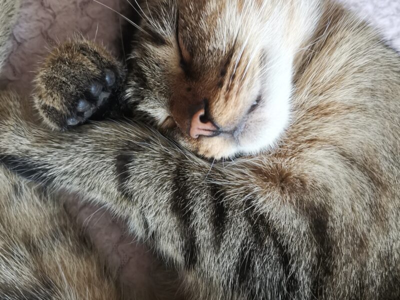 Zaginął kocurek Rudi