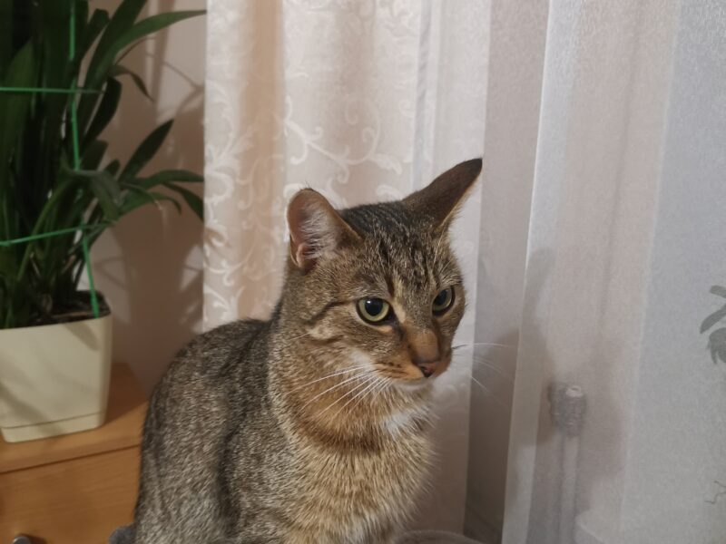 Zaginął kocurek Rudi