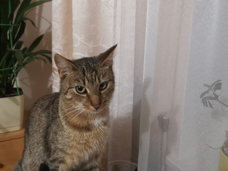 Zaginął kocurek Rudi