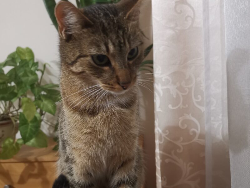 Zaginął kocurek Rudi