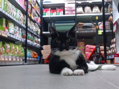 Zaginął kocurek Capik