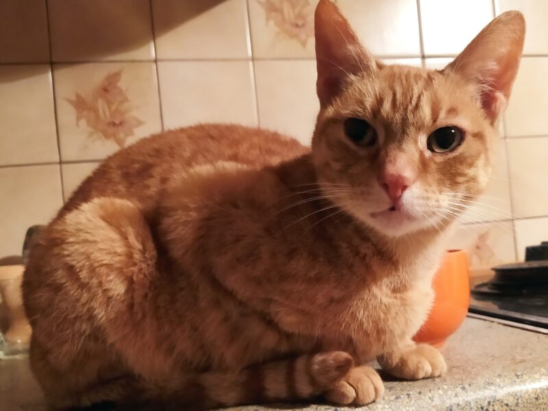 Proszę o pomoc w odnalezieniu kotki Nami