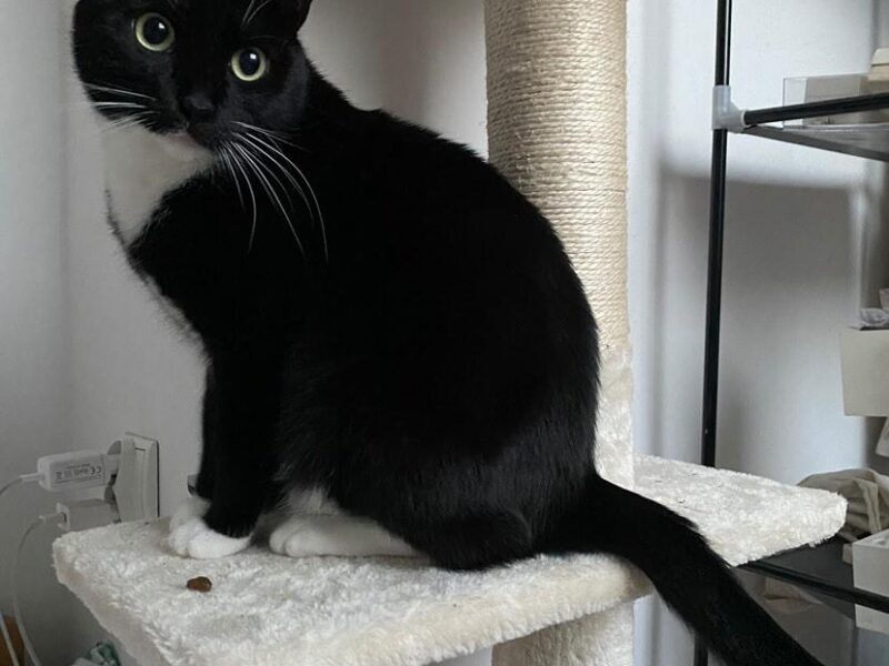 Zaginęła Kotka Nela