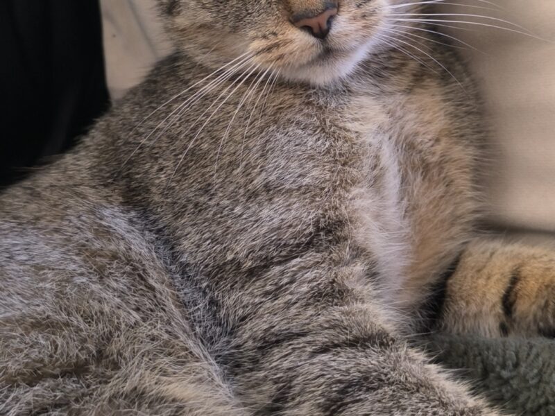 ZAGINĘŁA KOTKA SZAJKA