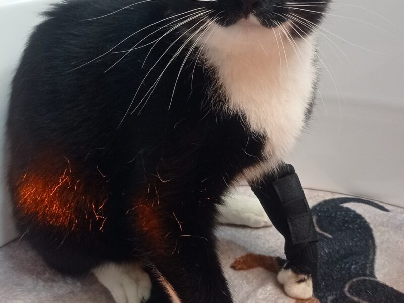 Zaginął kocurek Capik