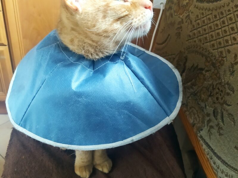 Proszę o pomoc w odnalezieniu kotki Nami