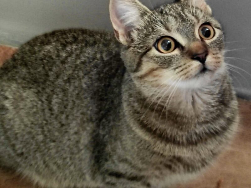 ZAGINĘŁA KOTKA SZAJKA