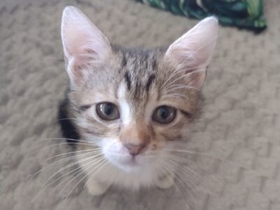 Zaginęła kotka Tutiki