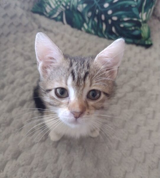 Zaginęła kotka Tutiki