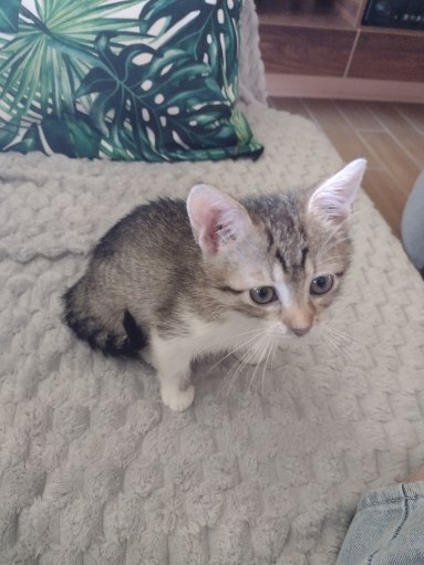 Zaginęła kotka Tutiki