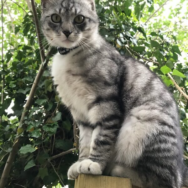 Zaginął kot Warszawa Żoliborz