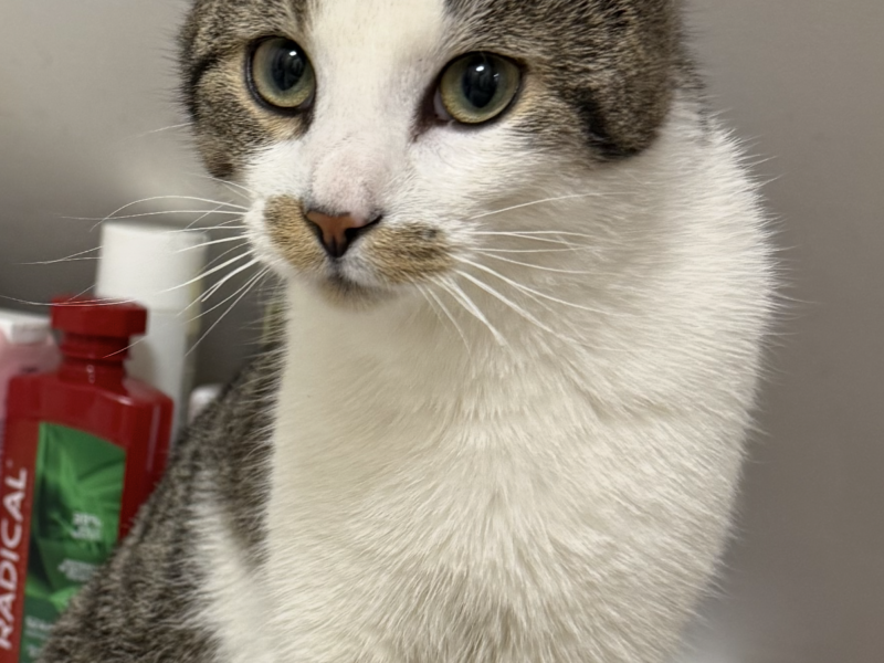 Zaginął Kot Gniszewo