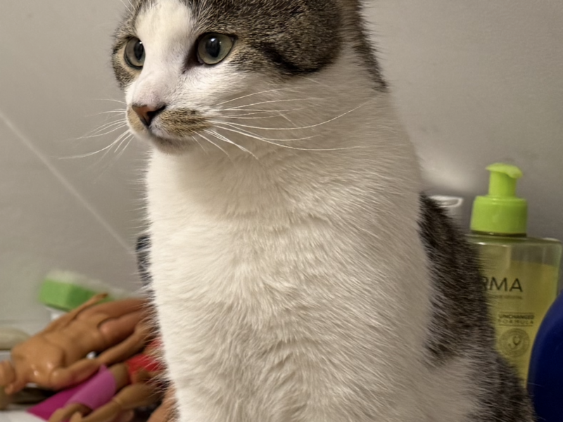 Zaginął Kot Gniszewo